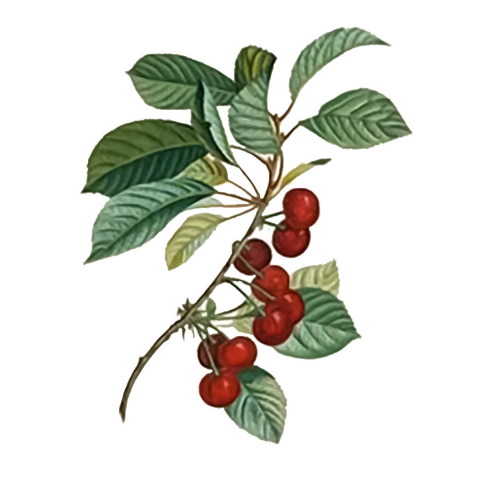 Acerola Cherry