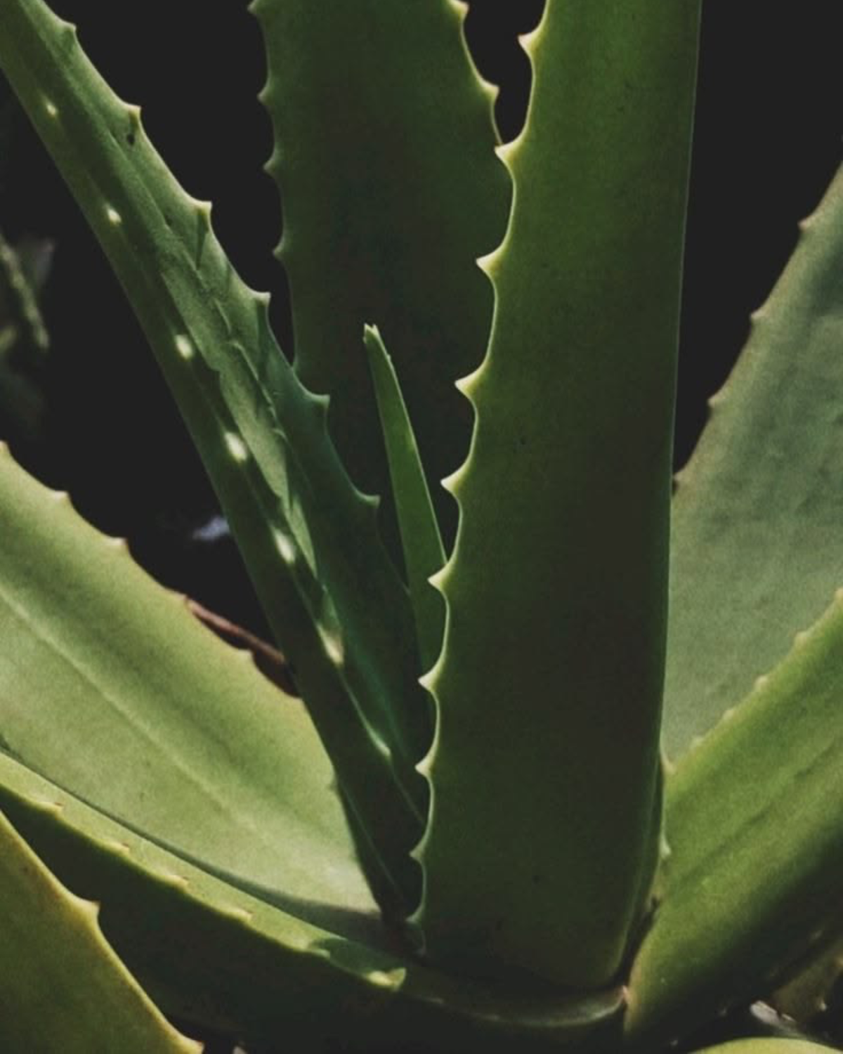 Aloe Vera for your skin: benefits & care