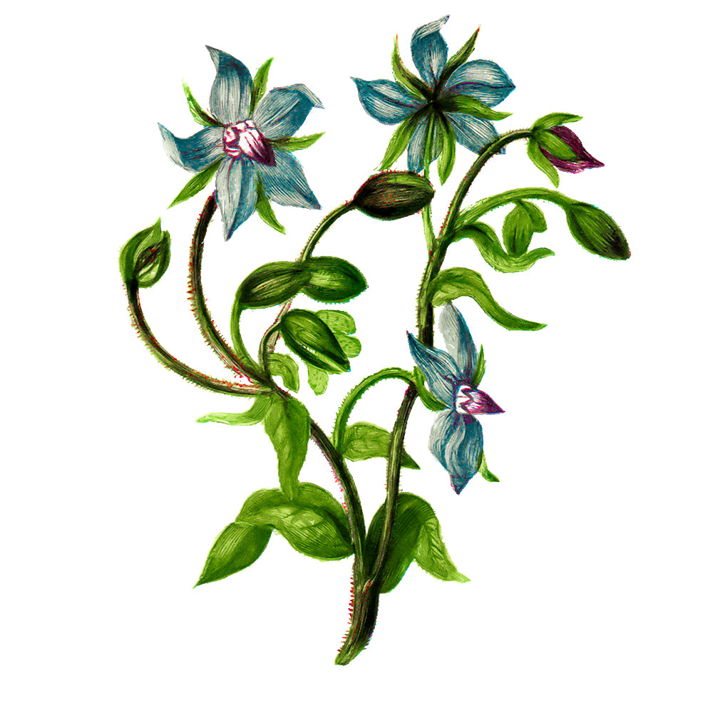 Borage Seed Oil
