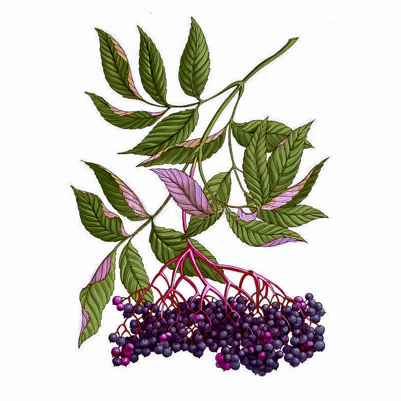 Elderberries
