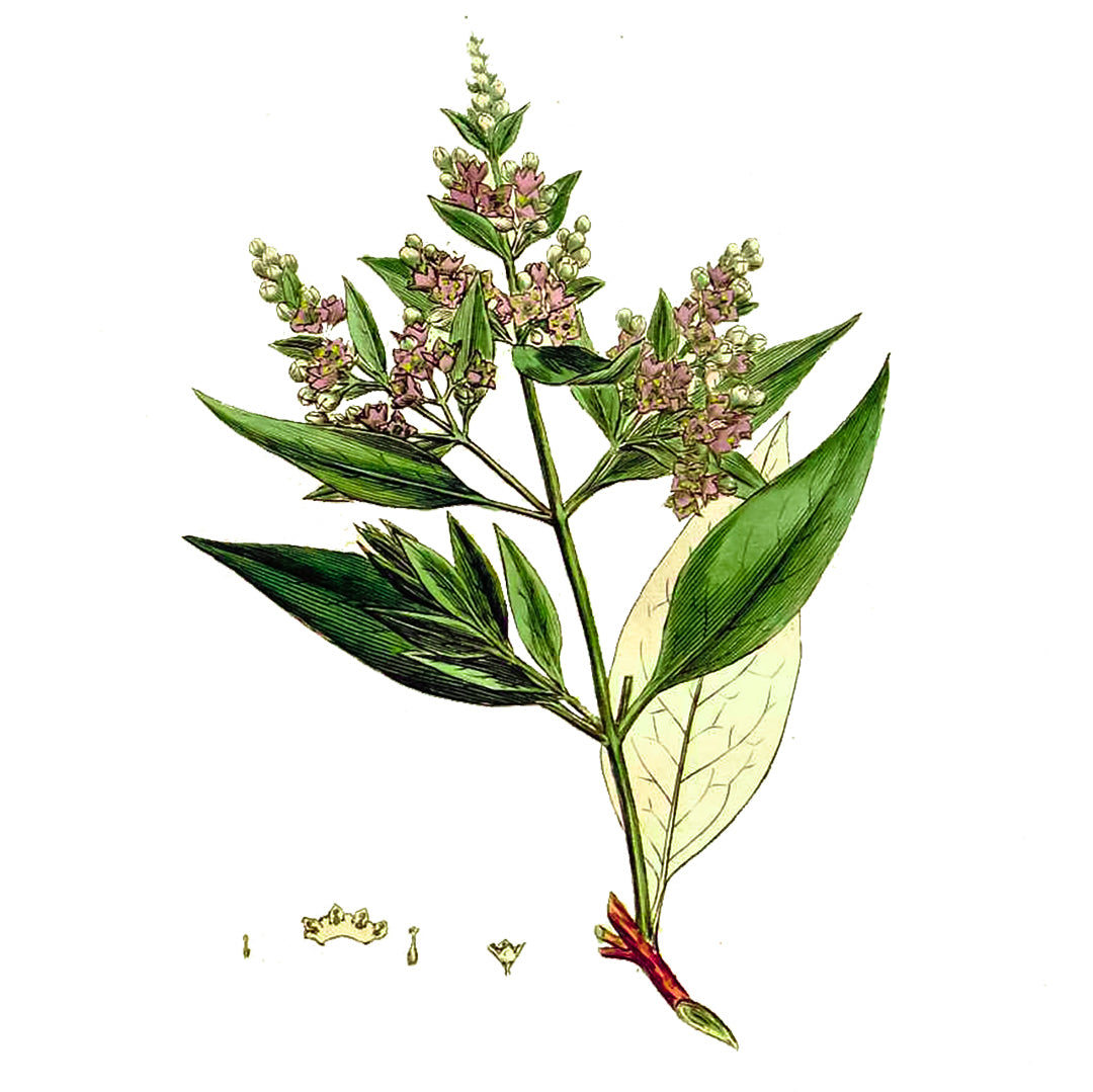 Sandalwood (Vanuatua, Australian)