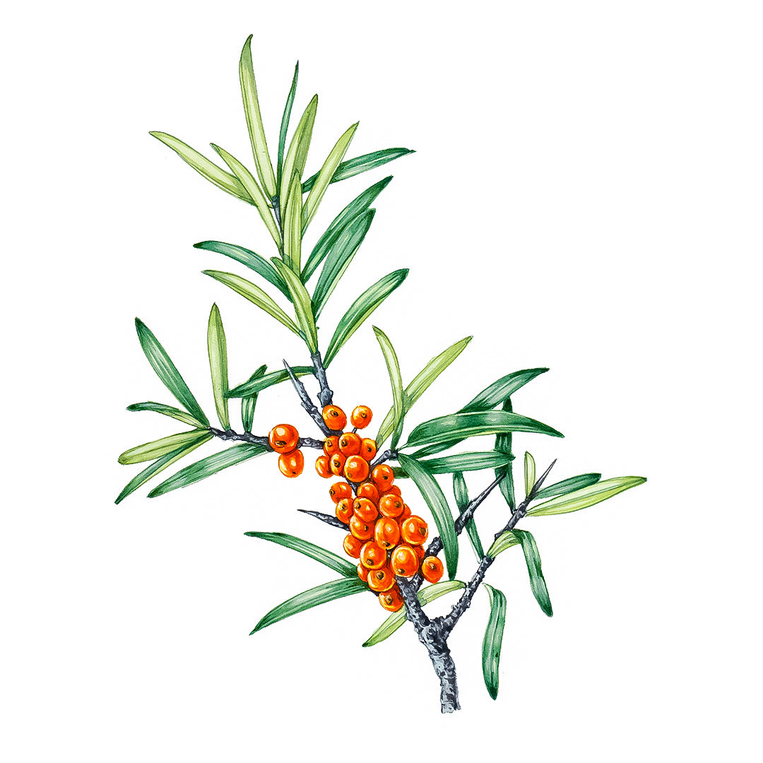 Sea Buckthorn