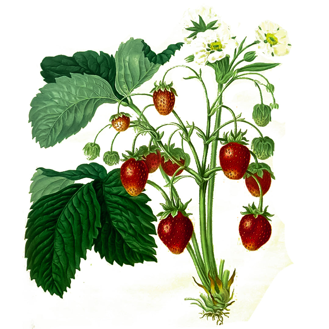 Strawberry