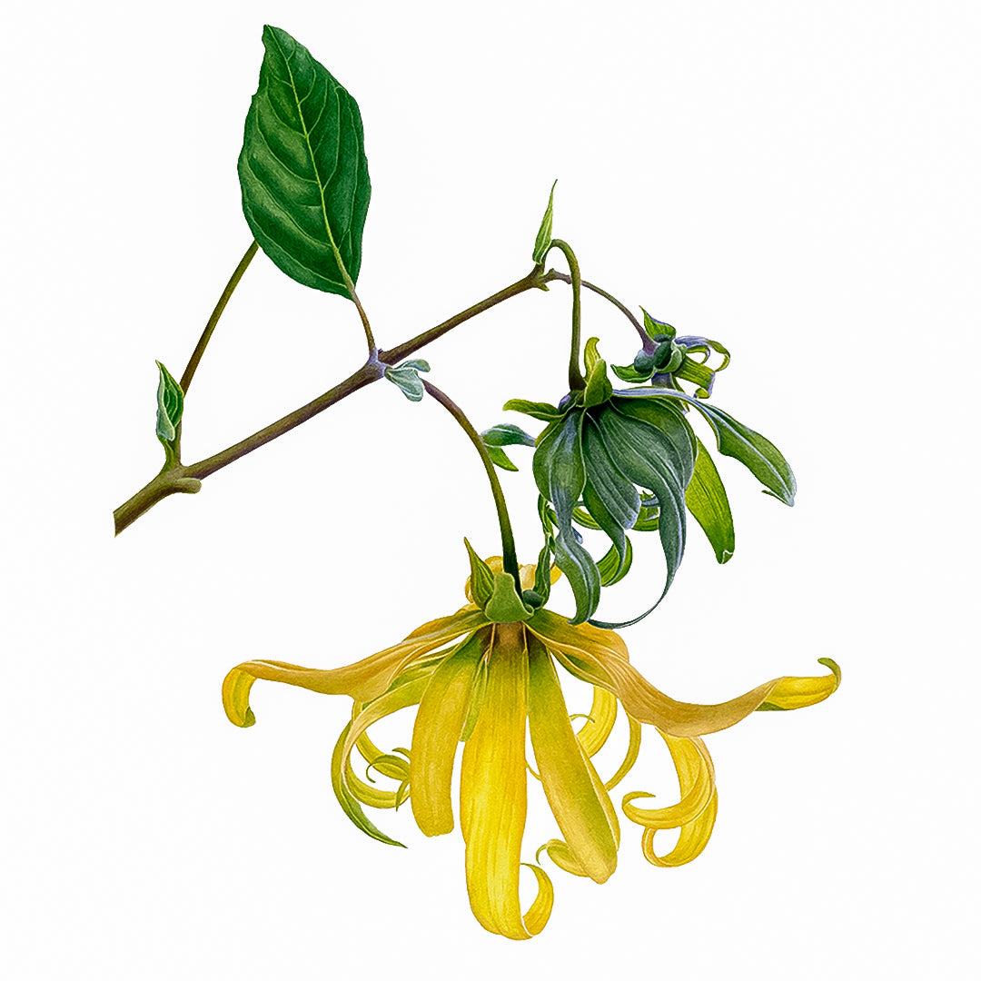 Ylang Ylang