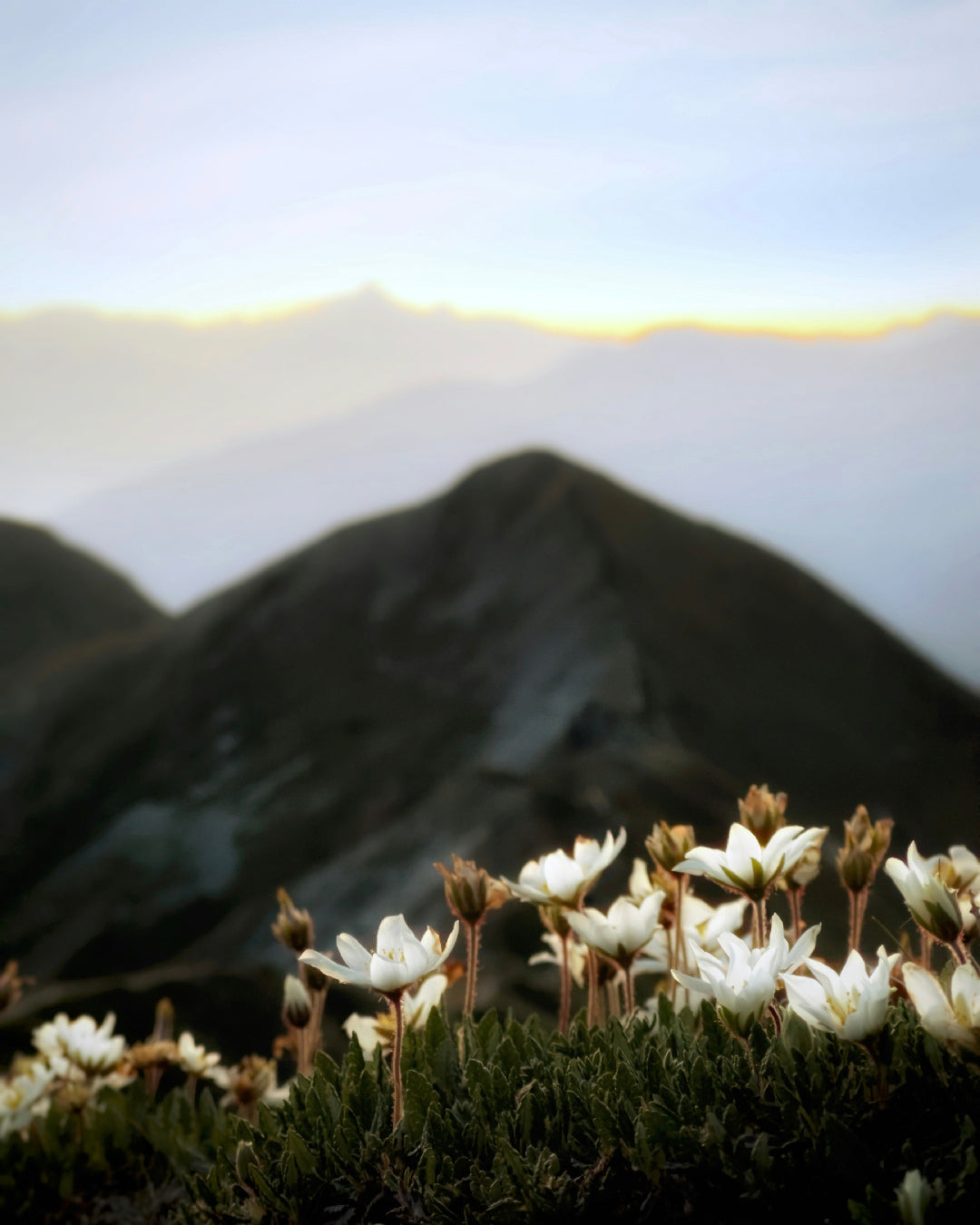 Organic Skincare: Is 'Organic' Always the Best?