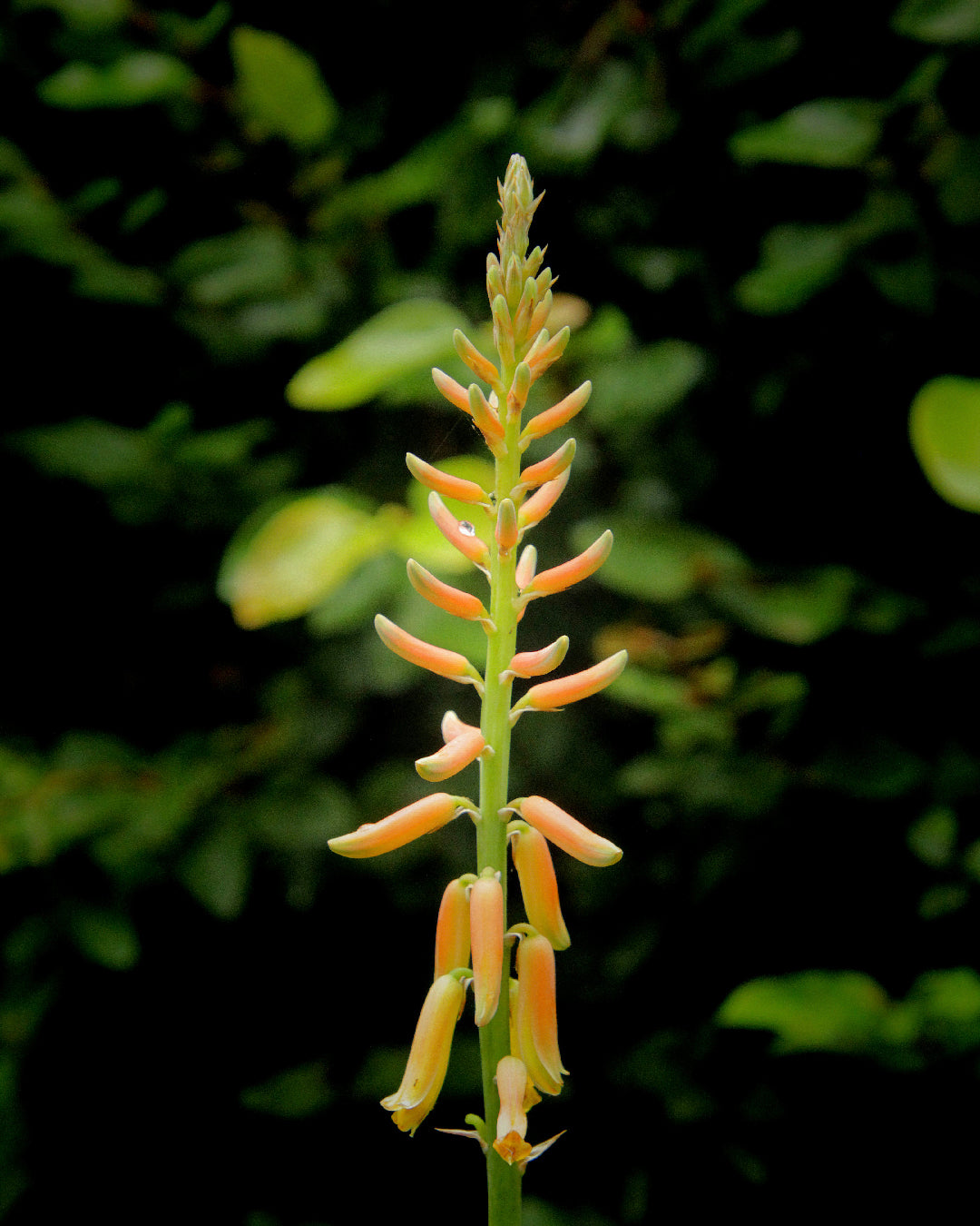 Droge huid? Ontdek de oorzaken, mythes en natuurlijke oplossingen