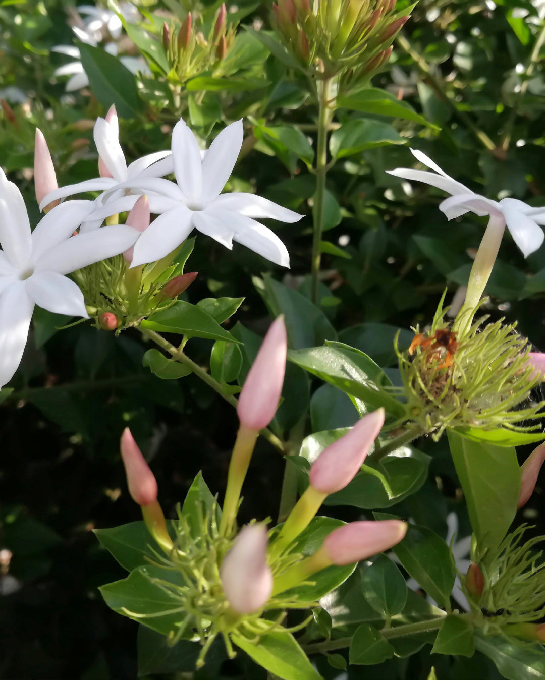 Choose Organic | Why We Need To Stop Normalising Pesticides