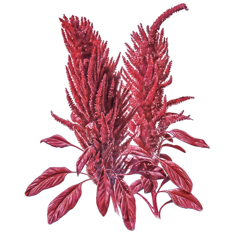 Amaranth Sprout