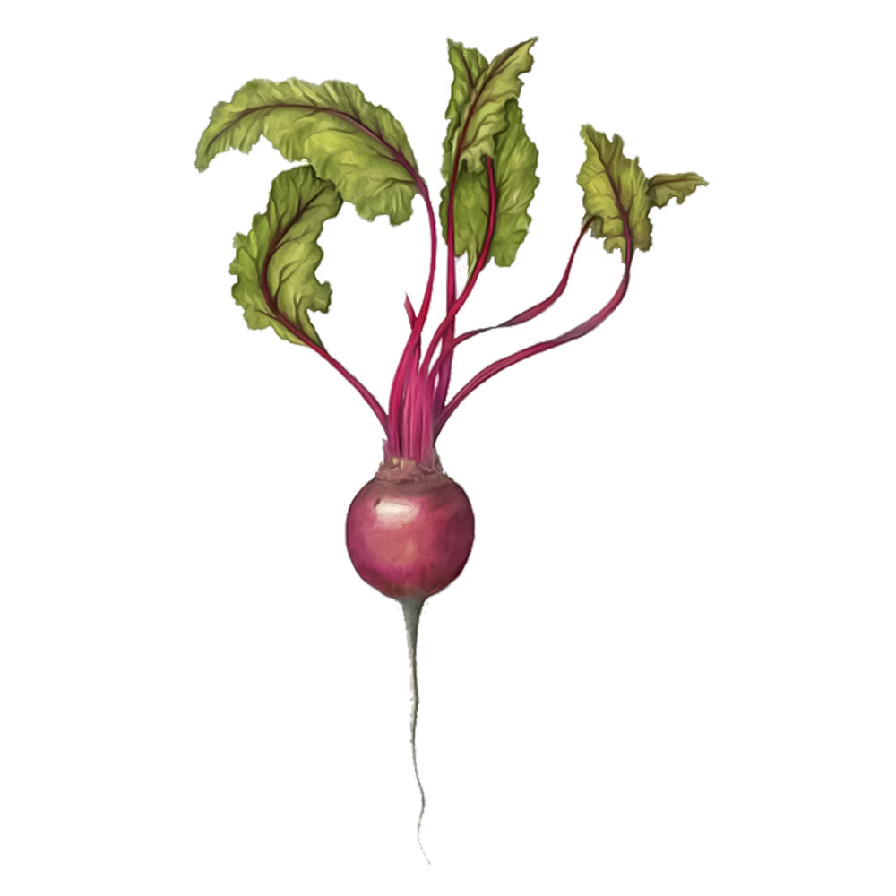 Bonet Root Beet Root