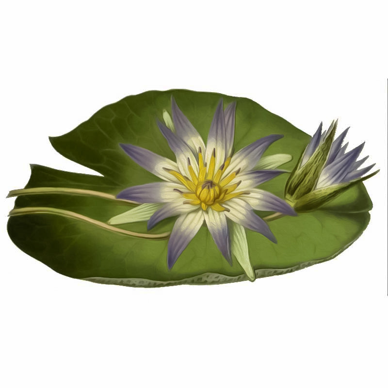 Nymphaea Lotus / Blue Lotus
