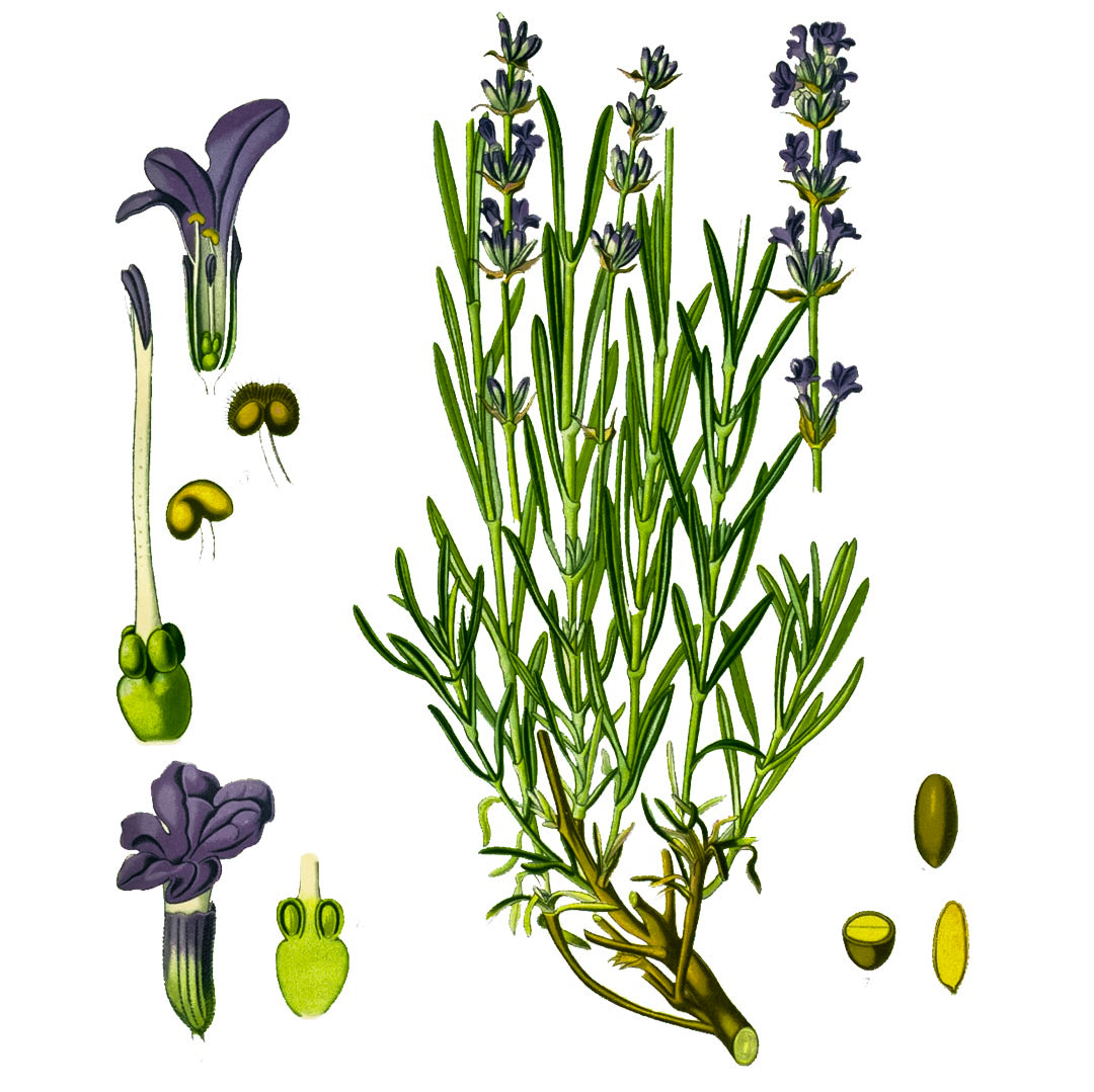 Lavender (French Organic)