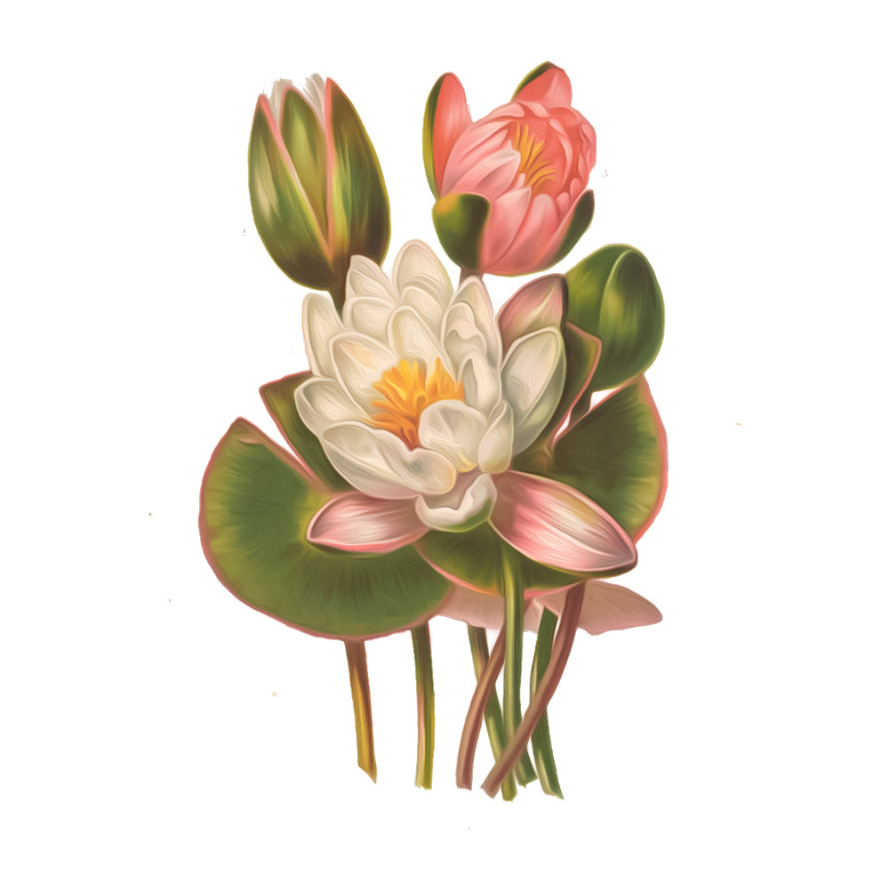 Lotus / Water Lily