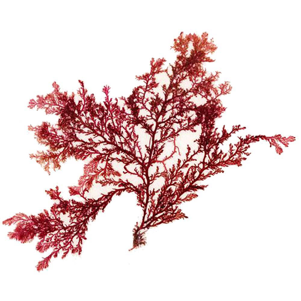 Calcified Red Algae