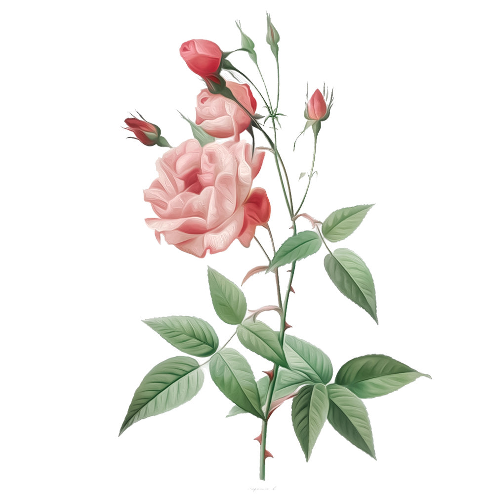 Rose Absolue