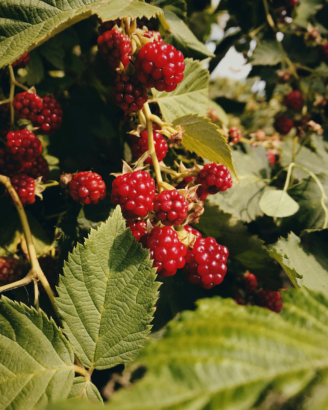 Rosacea: Begrijp je huid, herstel de balans en kies voor effectieve verzorging